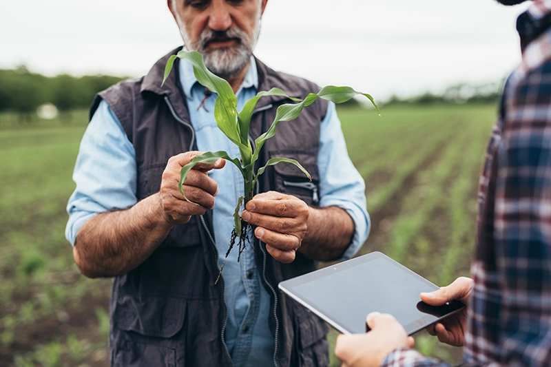 Imagem de agricultor analisando muda de milho